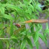 カマキリとアゲハの幼虫を見つけた！