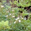 野仏に絡みついたるの薔薇の花