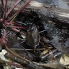 ついにヒメタイコウチが成虫に