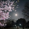 小金井公園で、花見と月見をしながらジョギングしに行ってみた。（小金井市関野町）