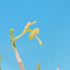 Dendrobium parcum