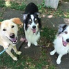 2025年2月11日🐾 今日のマヤ暦