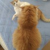 ココとレオのケンカ。
