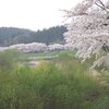 Fri.　桜その後