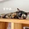 おてんばもなちゃん、またやらかしました！