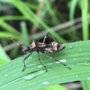 ホソヘリカメムシの幼虫を成虫に