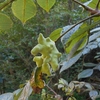 Galls on Rhus javanica　ヌルデの虫こぶ