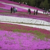 芝桜の羊山公園（埼玉県秩父市）に行ってきました　スナップショット　撮影：建築写真・竣工写真の齋藤写真事務所