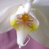 胡蝶蘭の花