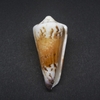 和歌山の貝　アカシマミナシ（Conus generalis,1767）