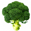 指定野菜昇格ブロッコリー🥦