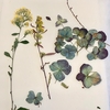 押し花キットを使ってみた