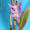 Dendrobium ostrinum