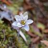 early spring flower 