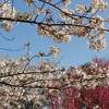 ひと目１０万本 あじさい 西日本有数の名所 京都 舞鶴自然文化園 ２０２２年 見頃に？