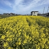 2023年4月　学外畑＆学内畑 菜の花の様子