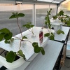 アクアポニックスで楽しもう♪温室キットで育てるイチゴの水耕栽培🍓✨