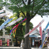 氷川神社鯉のぼりの伝統 守り継ぐ　約50匹遊泳 「日本を元気に」！(2022/5/5)