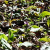 かたくり　2024－12　白花系カタクリを発見！