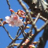 宇久須神社の桜　椿寒桜