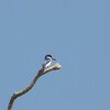 モリショウビン(Forest Kingfisher)