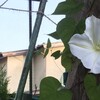 夜顔、2021初開花10/3 