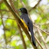 Black-headed Trogon （ベラックヘディッド　トロゴン）のメス 