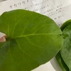 初のスーパー野菜 おかわかめ（雲南百草）ミネラル豊富の長寿の薬草