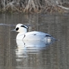 ２０２２年１月　横浜市の新横浜公園（今年３回目）にてミコアイサに絞った野鳥観察