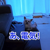 ずーっと目が合っているのにリアクションを取らない17歳チワワ。電気がつかなくて焦りました笑。#shorts
