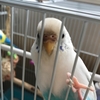 虹を架ける鳥  １１  セキセイインコのキキちゃん