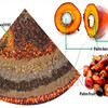 The introduction of palm oil pressing machine