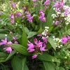 シラン　有る風景　Hyacinth orchid