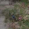 アメリカヤマセミ(Belted Kingfisher)