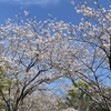 今年の天神山の桜を時系列で振り返る。