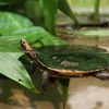 ヒラタヘビクビガメ Platemys platycephala