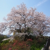 卯辰山公園「見晴らし台」桜満開