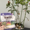 ミニトマト栽培89日目 収穫 26/6/25 CFココ ベランダでプランター栽培