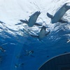 子連れでサンシャイン水族館へ！コンパクトでちびっ子にちょうどいい規模