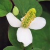 ドクダミの花