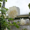 バラが見ごろだというので