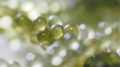 M.ZUIKO 60mm＋OM-5作例｜生き物と静物