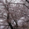 洗足池公園の桜