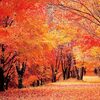 紅葉の季節がやってきました！