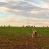 オーストラリア🇦🇺テンポラリービザ　〜取得内容〜