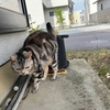 桃太郎旗が立つ