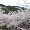 ２０２４ 桜を見る ～ 壷阪寺①