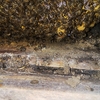 ニホンミツバチの採蜜