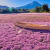 まだまだ桜が見頃！・絶景お花見スポット・・・