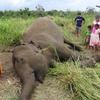 スリランカ　ゾウの死亡件数の8割が人による殺害　観光目的の虐待も続く